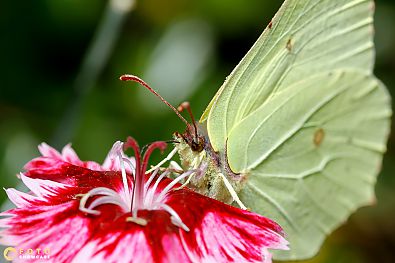 Photo's Macro